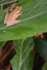 Litoria adelaidensis
