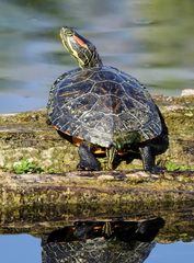Trachemys scripta