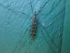 Tipula confusa