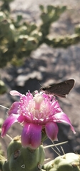 Lerodea eufala eufala