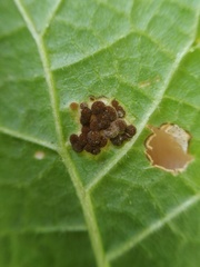 Puccinia malvacearum
