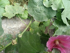 Puccinia malvacearum