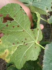 Puccinia malvacearum