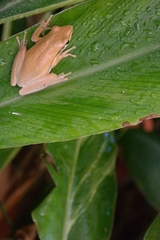 Litoria adelaidensis