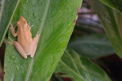 Litoria adelaidensis