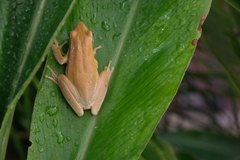 Litoria adelaidensis