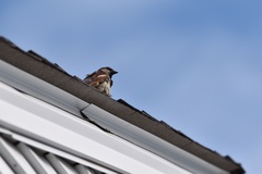 Passer domesticus