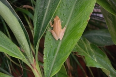 Litoria adelaidensis