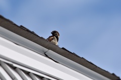 Passer domesticus