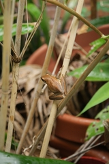 Litoria adelaidensis
