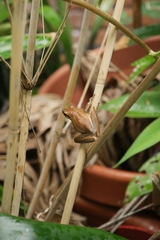 Litoria adelaidensis