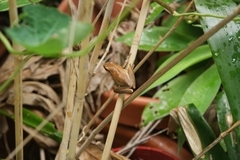Litoria adelaidensis
