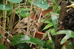 Litoria adelaidensis