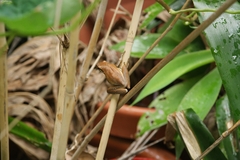 Litoria adelaidensis