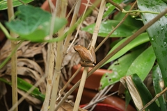 Litoria adelaidensis