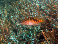 Hypoplectrodes maccullochi