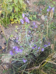 Dracocephalum olchonense