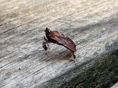 Galasa nigrinodis