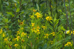 Hypericum kalmianum