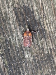 Galasa nigrinodis