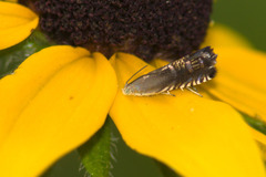 Grapholita angleseana