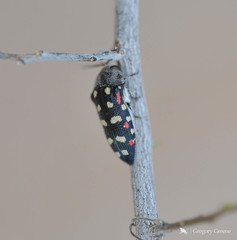 Acmaeodera gibbula
