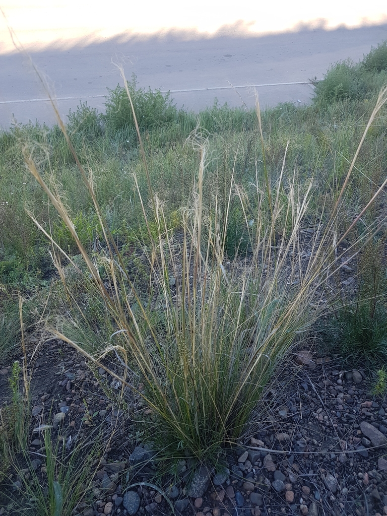 Stipa krylovii