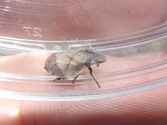 Lepyronia quadrangularis