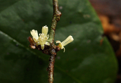 Dichapetalum heudelotii image