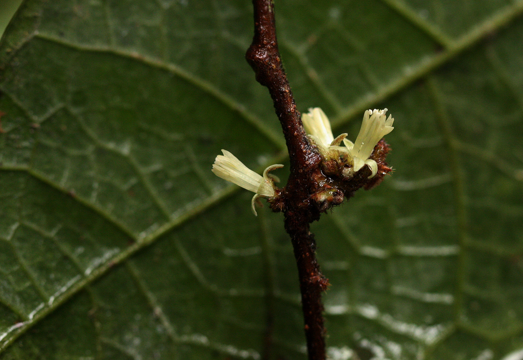 Dichapetalum heudelotii