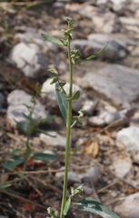 Atriplex oblongifolia