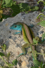 Cnemidophorus lemniscatus