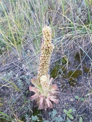 Orostachys malacophylla