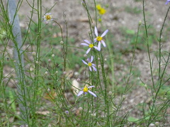 Galatella aragonensis