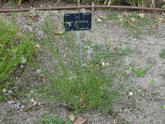 Galatella aragonensis