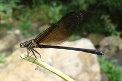 Euphaea pahyapi