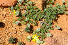 Leobordea oligocephala