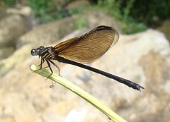 Euphaea pahyapi