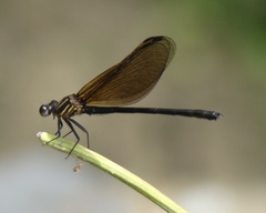 Euphaea pahyapi