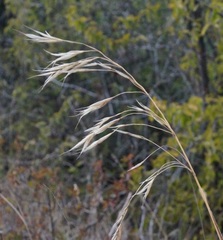 Bromus benekenii