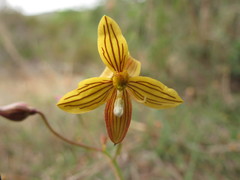 Cyanella lutea lutea