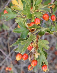 Crataegus dipyrena