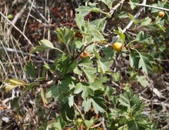 Crataegus taurica