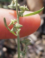 Atriplex oblongifolia