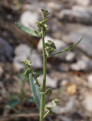 Atriplex oblongifolia