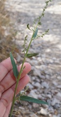 Atriplex oblongifolia
