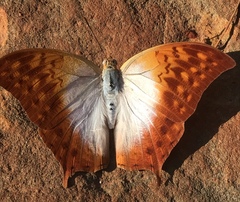 Charaxes varanes vologeses