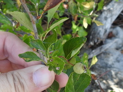 Crataegus viridis glabriuscula