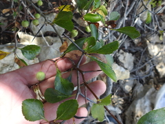 Crataegus viridis glabriuscula