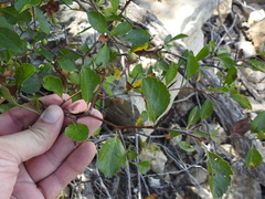 Crataegus viridis glabriuscula